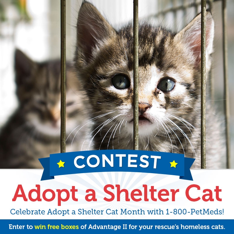 Celebrate Adopt a Shelter Cat Month with 1800PetMeds®